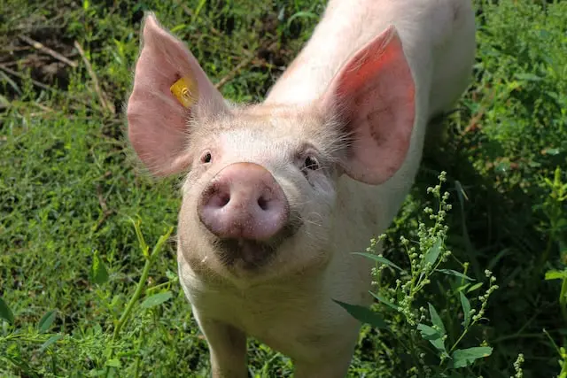 Kurs Landwirtschaft auf dem Kossehof erleben